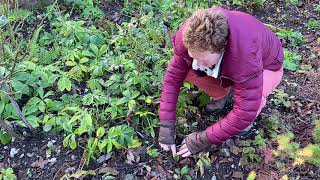 Preparing Hellebores for Winter/Spring