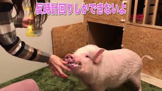 【ミニブタ】つくね君のおまわりをご覧あれ！【Mini Pig】The mini-pig which shows a special ability