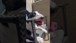 Hey There Little Mini Bull Terrier