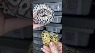 🔼 Pastel VPI Axanthic Clown 🔽 Pastel Clown het VPI Axanthic #ballpythonbreeder #ballpythonmorph