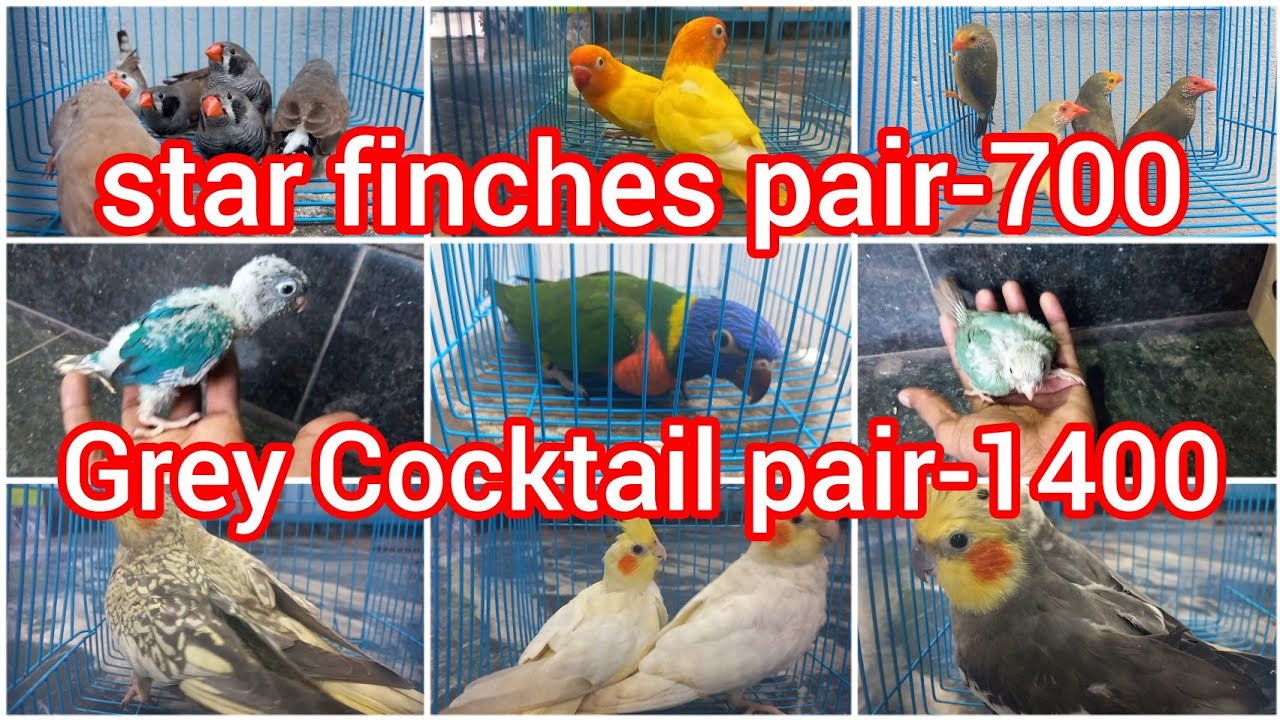 cocktail /finches /Java /conure /jombo finches /Lorikeet chicks ...