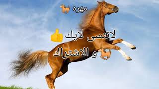 كلام جميل عن الخيل مع صور