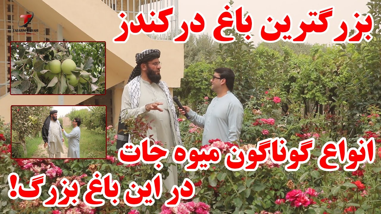 گزارش ویژه از بزرگترین باغ میوه جات در کندز | و به فروش گذاشتن این باغ بزرگ به قیمت باورنکردنی