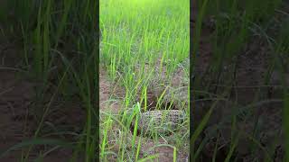 Quail bird digging holes - Quail House