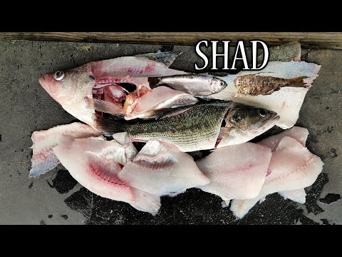 Video: Mănâncă crappie shad?