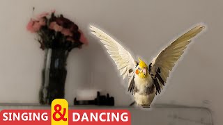 singing and dancing my cockatiel bird