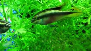 Kribenses fish is scaring me away