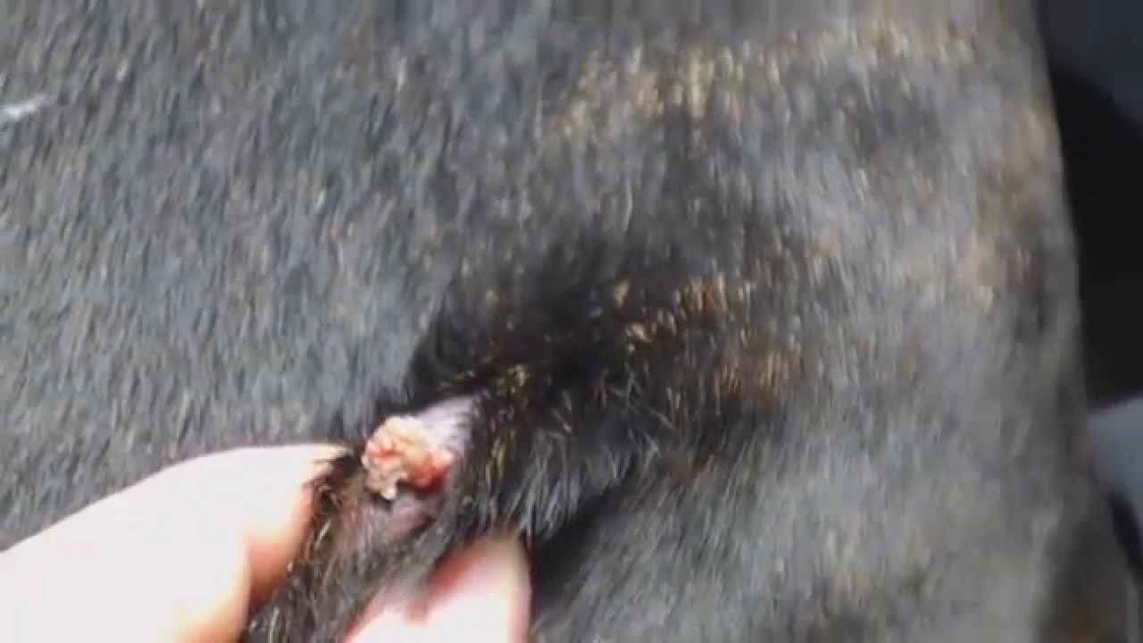 Crazy Animal Popping Huge Blackheads And Pimple Popping Dogs Pimple