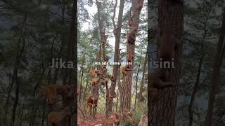 Download Lagu Dare to try being in this crowd? #animalfacts MP3