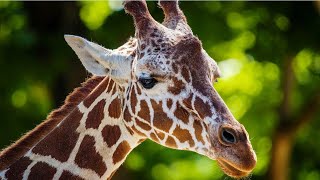 Giraffe: The Gentle Giants Of The Savanna