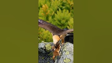 EagleHunting- #BirdsOfPrey- #Wildlife- #Nature- #Predator- #ApexPredator- #AnimalBehavior