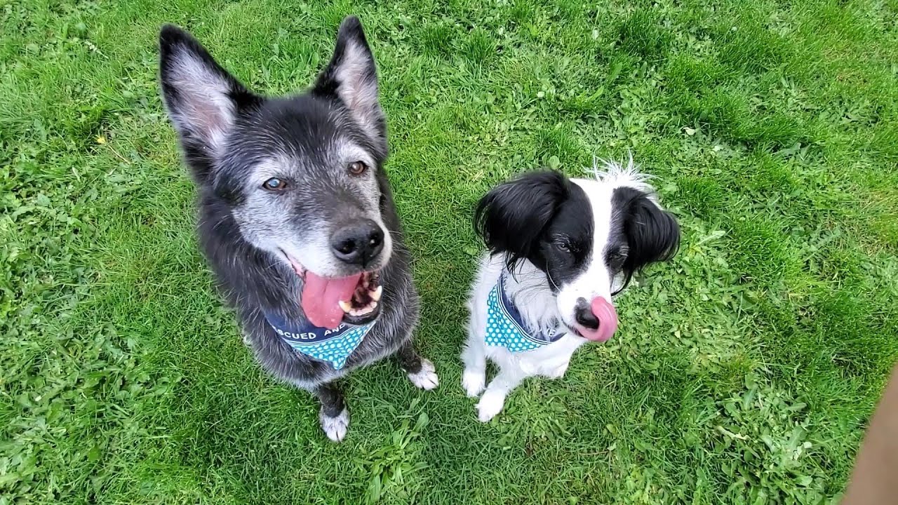 自宅待機中の犬たち Stay Home With Seattle Dogs Junglecity Com 自宅待機中の犬たち Stay Home With Seattle Dogs Junglecity Com