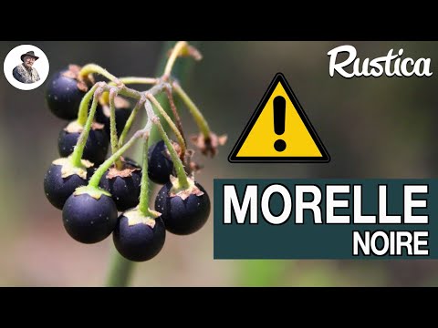 Vidéo: Comment tuer la morelle dans le jardin