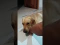 My cola boy.j#🐕🐕 #love #happy .................................................#relax .