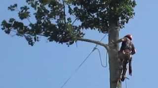 Poplar speedlining