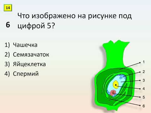 Б6 20 Половое размножение растений