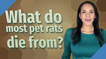 What do most pet rats die from?