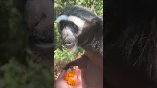 也是实现黄泡自由了白眉长臂猿 普洱太阳河森林公园