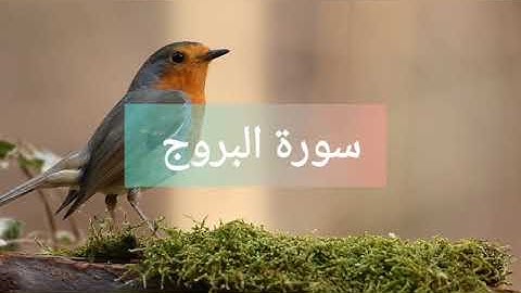 تلاوة عطرة لسورة البروج بصوت ياسين الجزائري