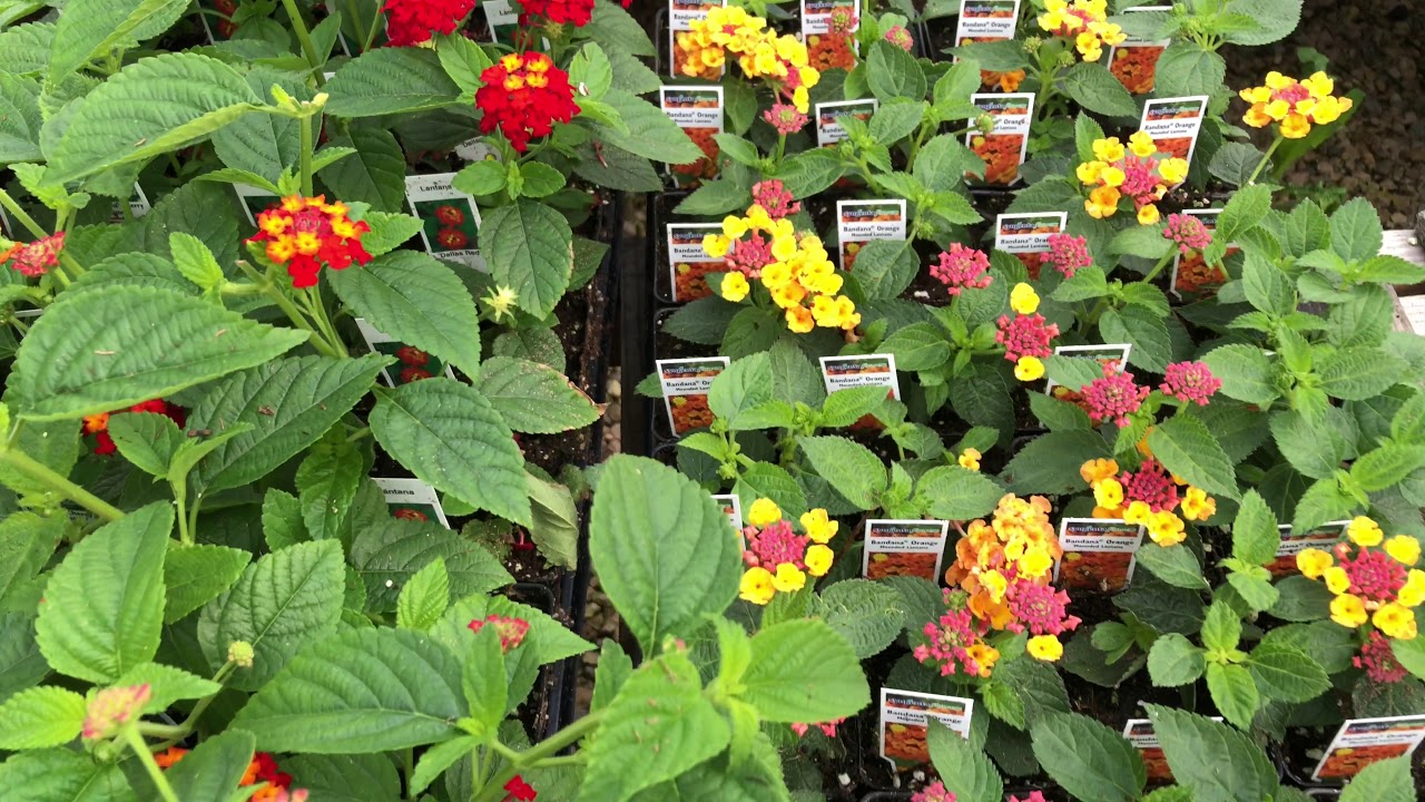Grow Together Tips for Growing Lantana YouTube