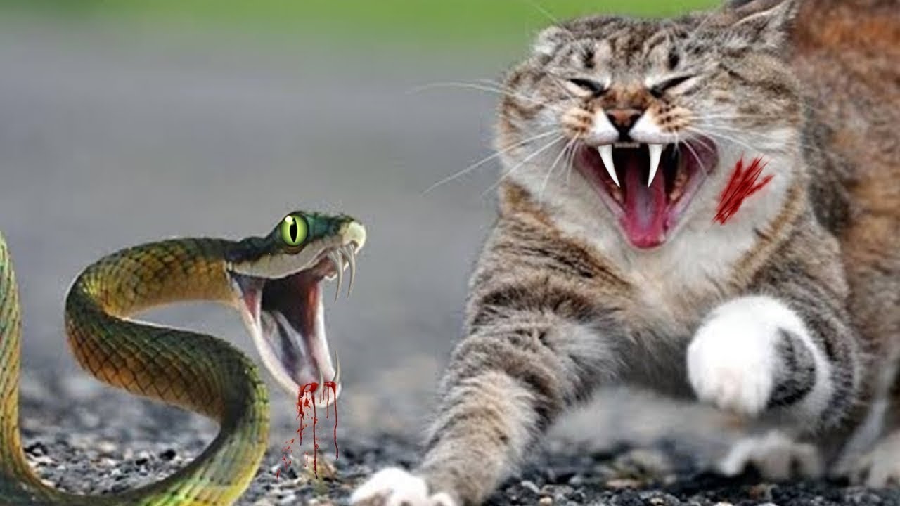 Who wins snake or cat?