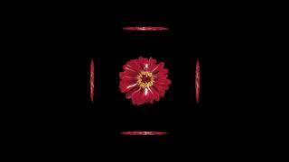 Hortensias” Garsol MxG (prod. @SOULstreett )