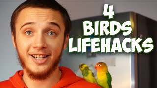 4 Useful LifeHacks for Your Lovebird! (or any bird)