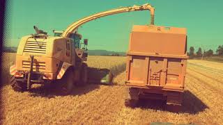 The Rye Harvest 2019