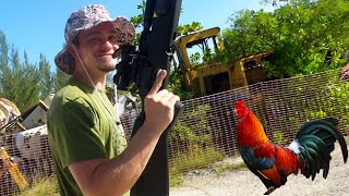 Hunting Wild CHICKENS With KENDALL GRAY {Catch Clean Cook} With AIRGUNS