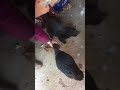 Chicken and cat will eat out of your hand