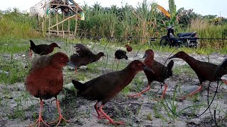 mikat burung tikusan alis merah[] yang datang sebanyak ini @preman_hunter