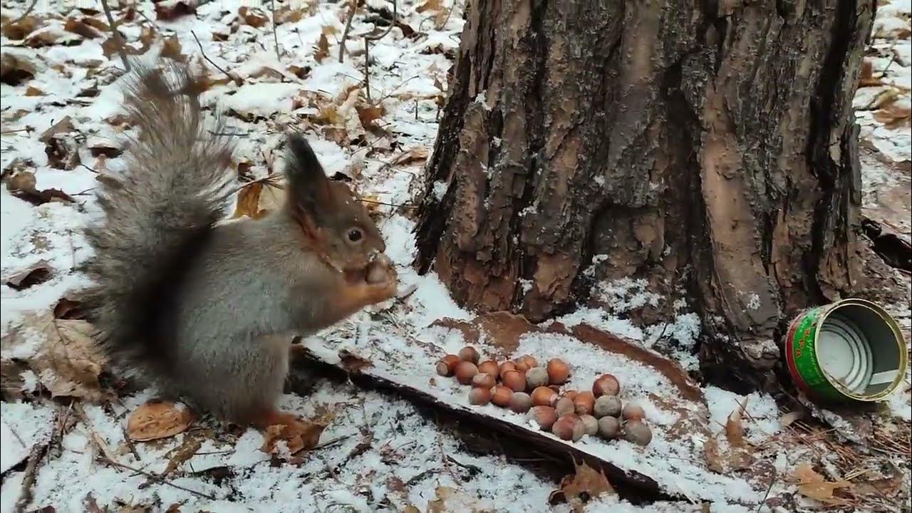 Озорные белки прячут орехи в глубоких дуплах. Белка прячет орех. Белка дзен.