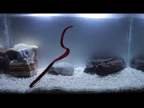X Zone Lures Blitz Worm Tank Video - Floating Tail! 