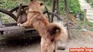 Обезьяна и собака Обезьяна и собака