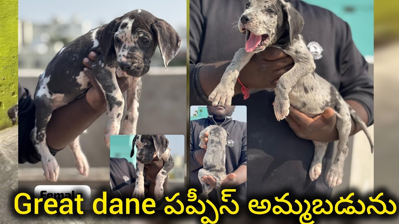 Top quality great dane puppies for sale in telugu/99633 17193/BGS pets 