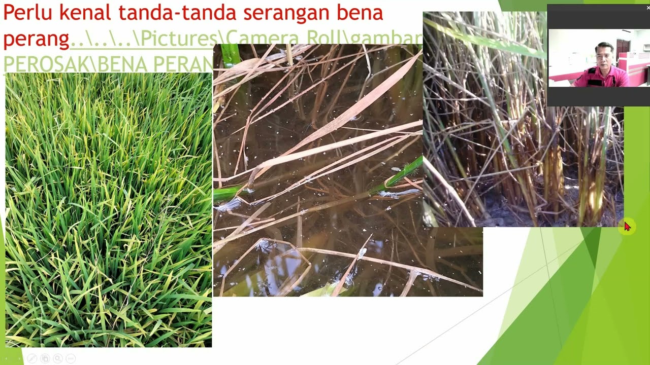 Bena Perang Sebelum Parah