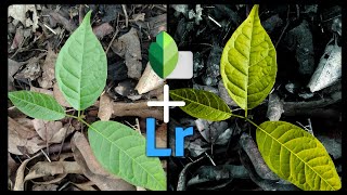 how to edit normal leaf photo screenshot 3