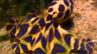 Most Dangerous Animals Part 2 Самые Опасные Животные Часть 2