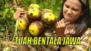 [FULL] TUAH BENTALA JAWA | JEJAK PETUALANG (24/01/23)