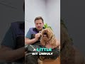 This Dog Has 5 Days… Or He Can’t Fly to China