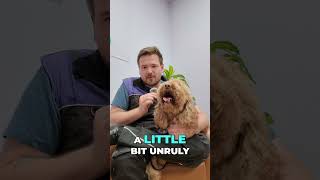 This Dog Has 5 Days… Or He Can’t Fly to China