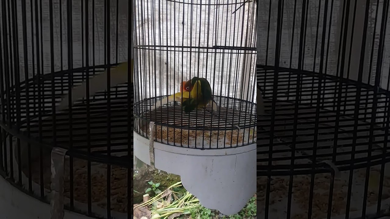 Burung Lovebird sedang kawin 