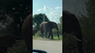 Close encounter with wild elephants in Kruger National Park #krugernationalpark #shorts