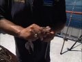 Dan Hernandez on how to pin on a live squid for bait