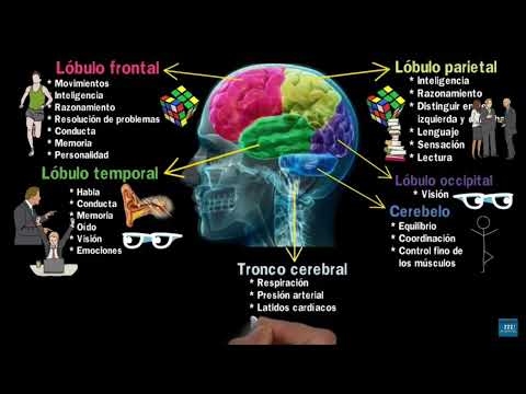 El cerebro, sus