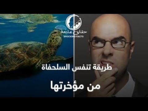 فيديو: كيف تتنفس السلحفاة تحت الماء