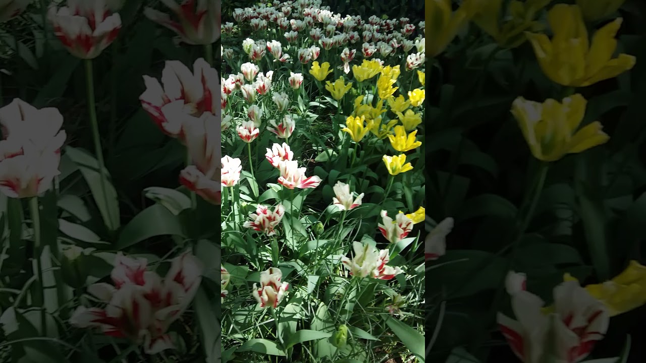 Bunga tulip YouTube Bunga tulip YouTube