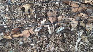 Deer Fencing Explained