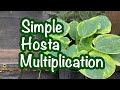 How to propagate large numbers of hostas in a nursery// Divide plantain lillies // Hosta Production