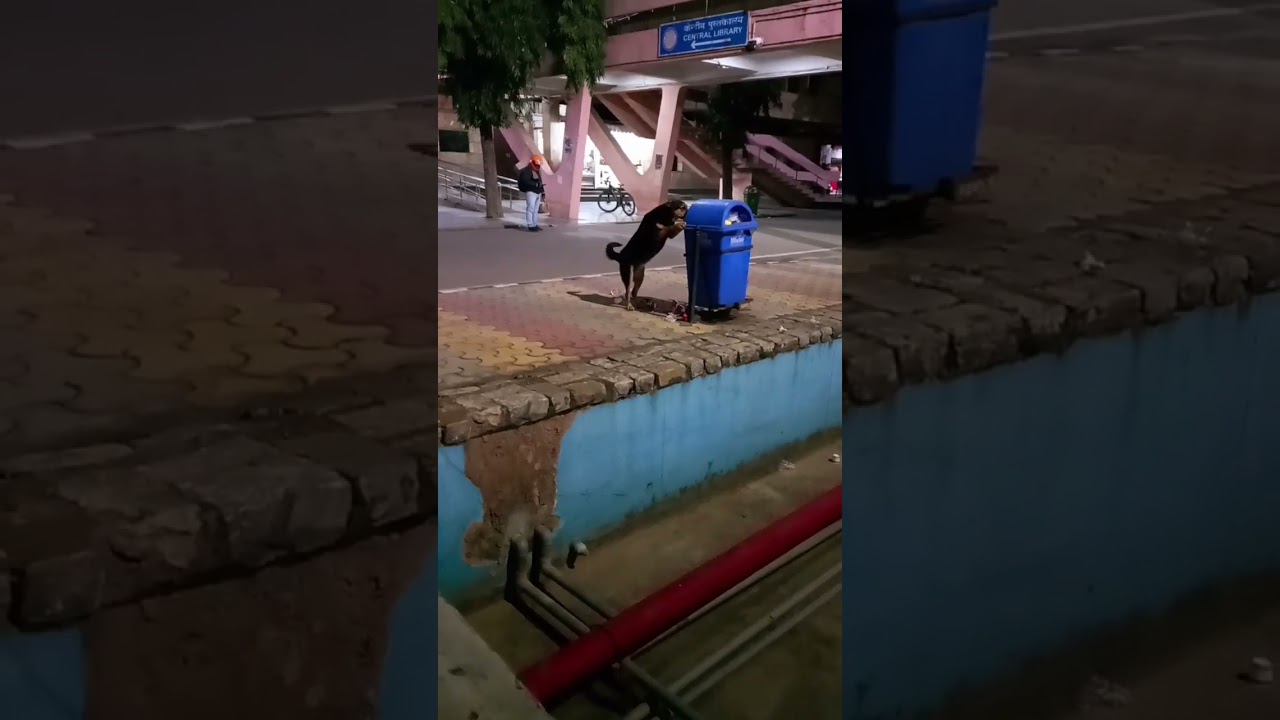 Meet Mr. Coco,koi toh isko Roko😅 